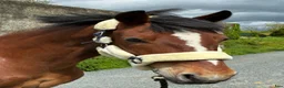 Allround hästar till salu: Connemara gelding 148cm - Annons 2