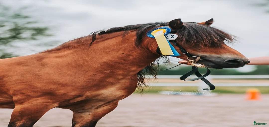 Galleribild {{count}}