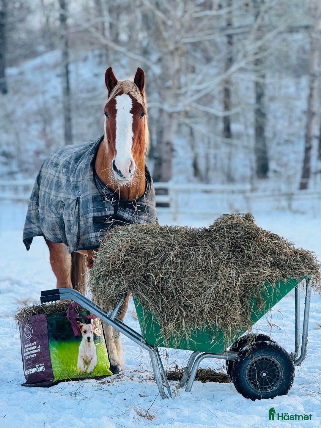 Allround hästar till salu: Min stora bästa vän❤️ i Spånga - Annons 1