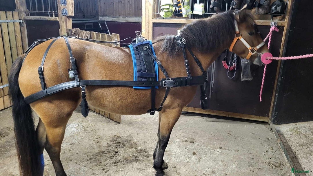 Körselar körning till salu: Parselar ponny Ideal i Västra Ämtervik - Annons 20