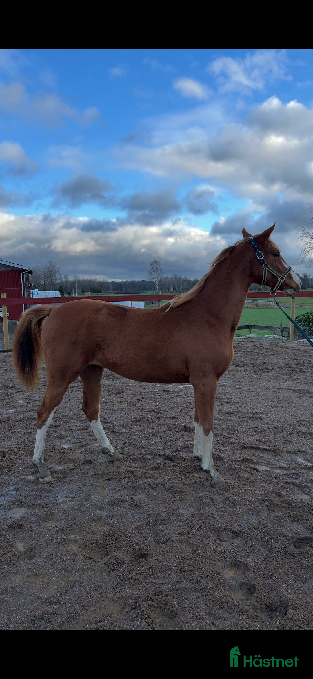 Hoppning hästar till salu: Vacker Sto med utstråling i Tjällmo - Annons 2