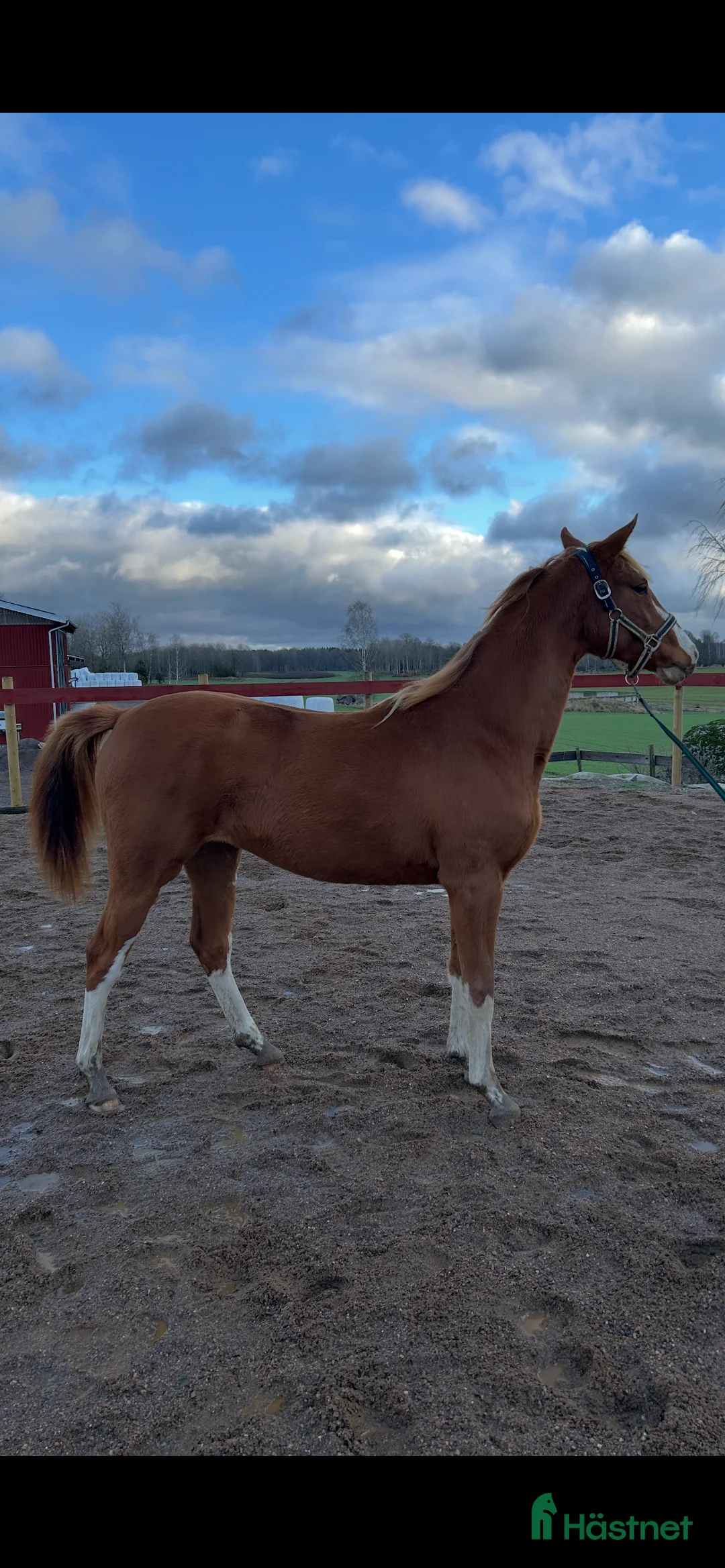 Hoppning hästar till salu: Vacker Sto med utstråling i Tjällmo - Annons 2