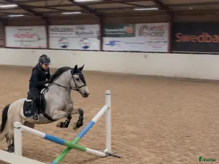 hästar Söker foderhäst - Annons 2