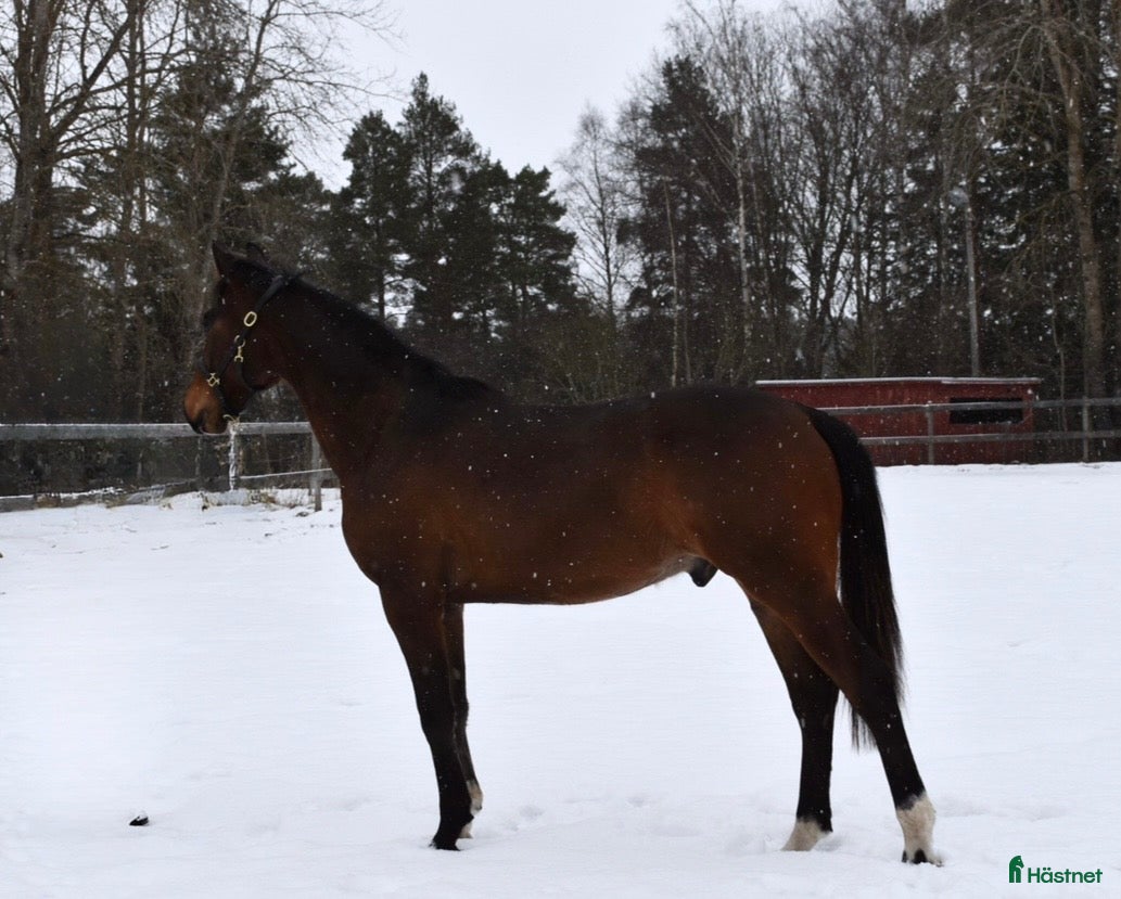  hästar ✨Avlad för prestation✨ i Mariefred - Annons 6