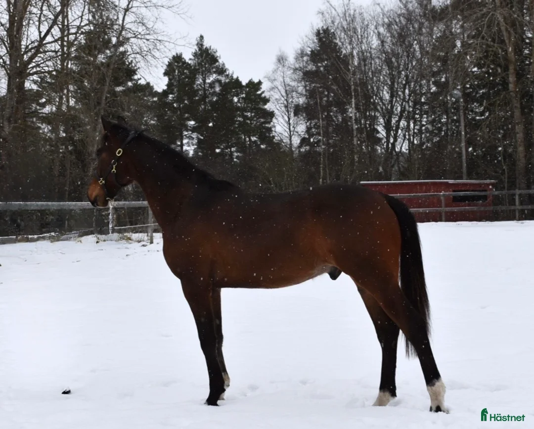 Dressyr hästar till salu: ✨Avlad för prestation✨ i Mariefred - Annons 1