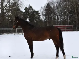 hästar ✨Avlad för prestation✨ i Mariefred - Annons 6