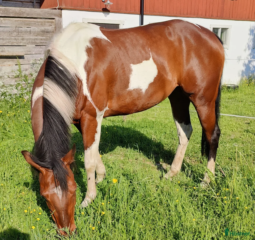 Western hästar till salu: American Paint Horse Sto f. 2017, Reg. APHA - Annons 1