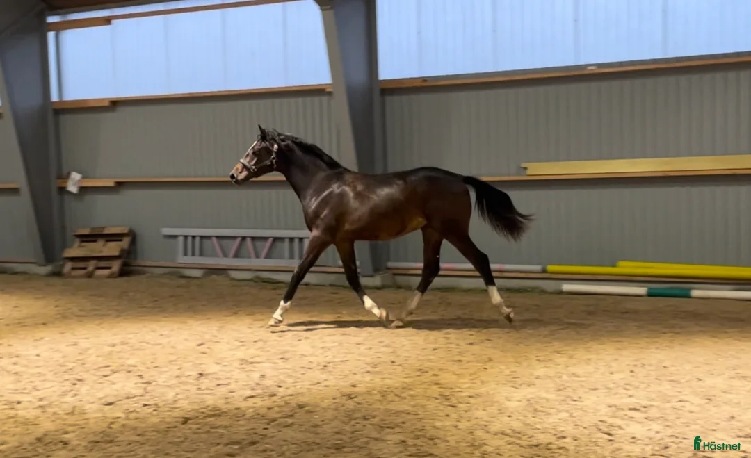 Avelshästar hästar till salu: Avelssto säljes/utlånas - Annons 4