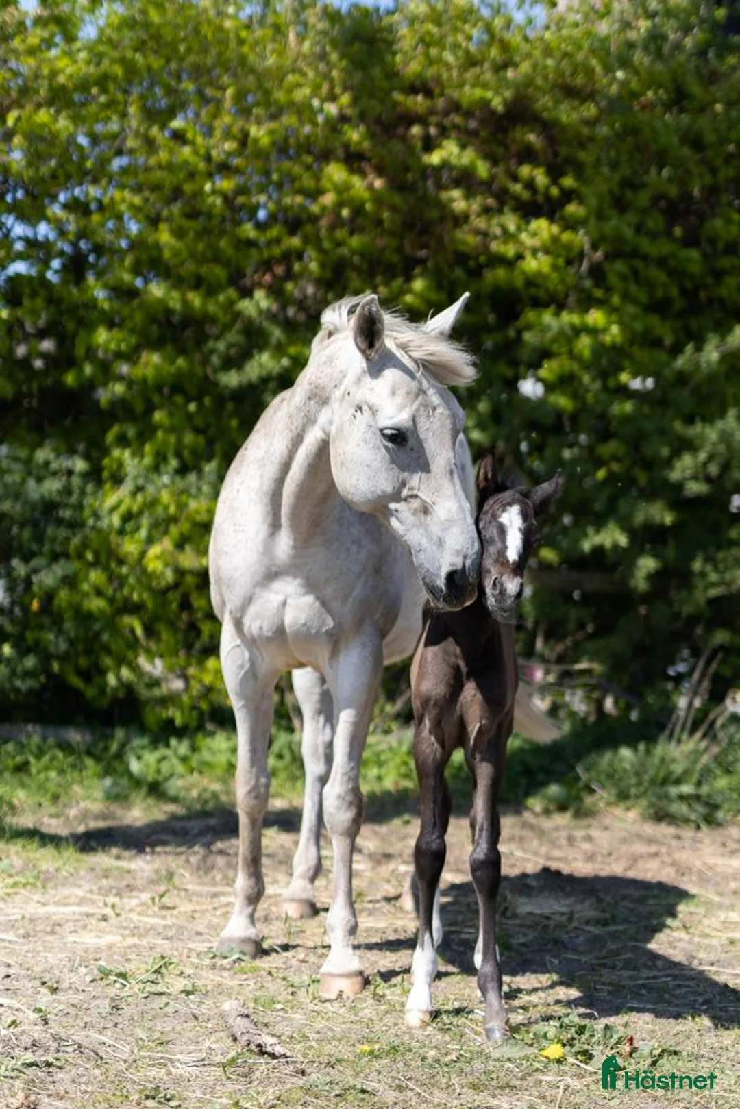 Avelshästar hästar till salu: Samlingsannons topponny & häst avelsston - Annons 3
