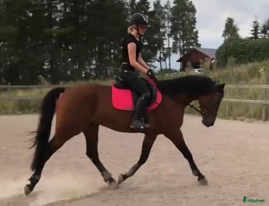 Allround hästar till salu: Mysig kille vill hitta ett nytt hem - Annons 2