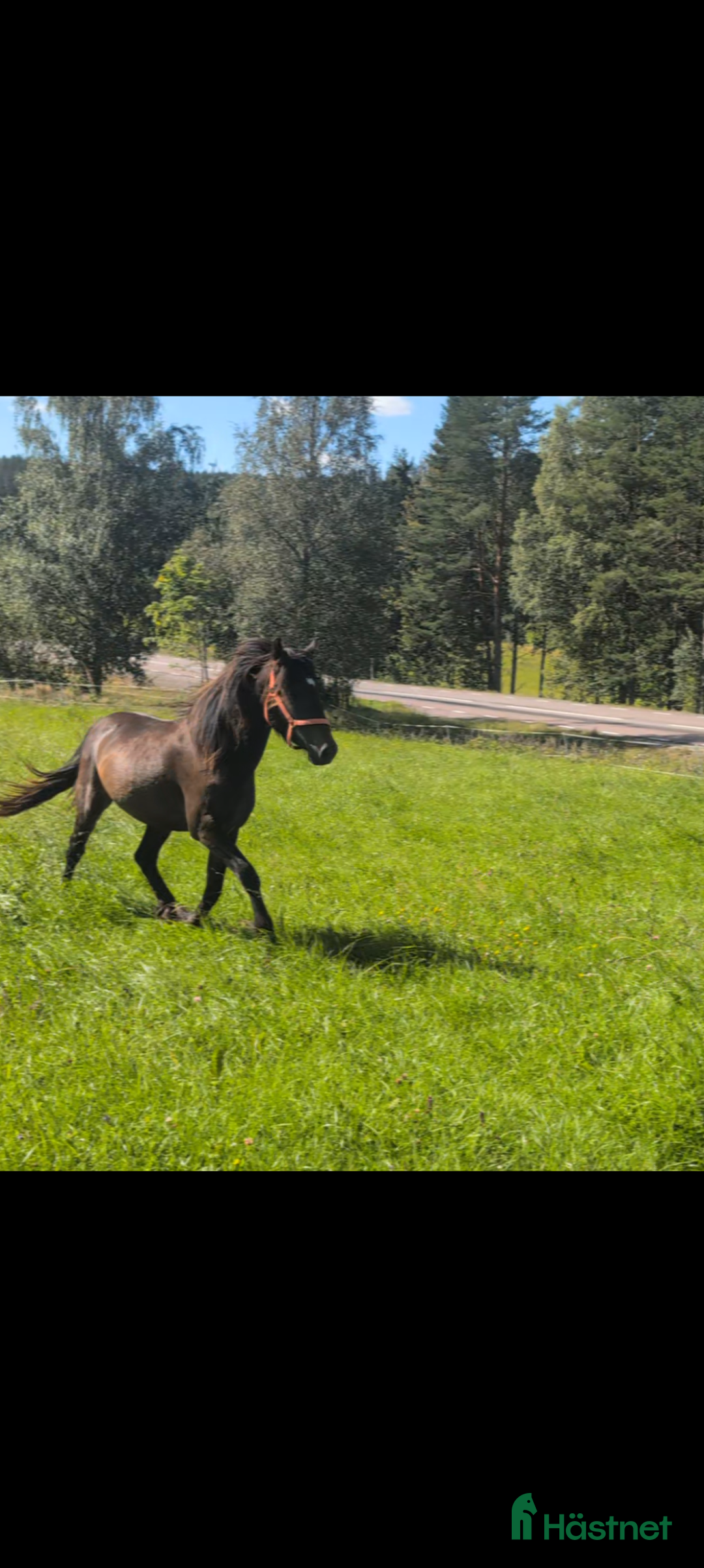Allround hästar till salu: Mysig valack för framtiden  i Sunne - Bild 15
