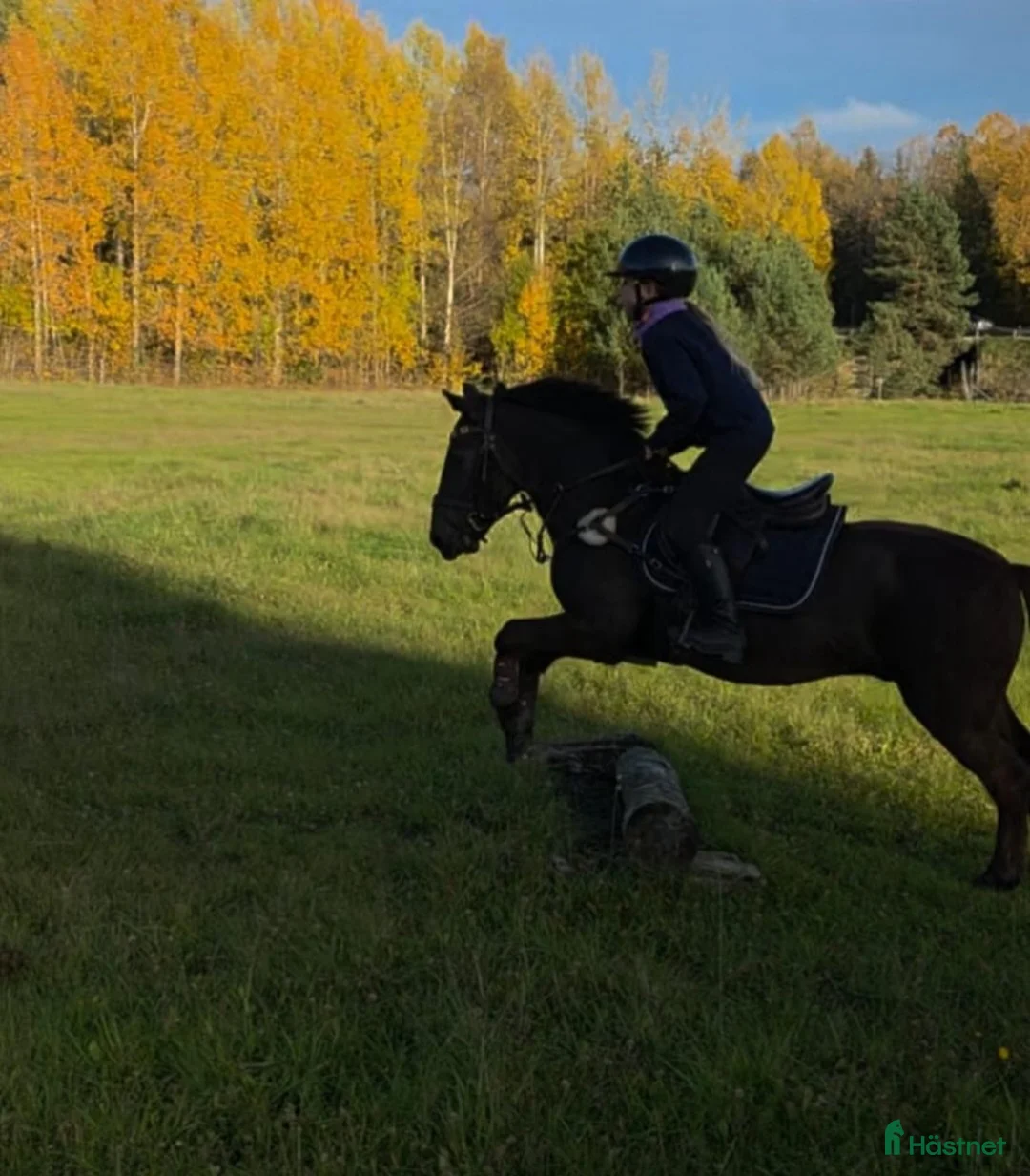 Allround hästar till salu: Vår underbara Spirit söker kärleksfullt hem  - Annons 6