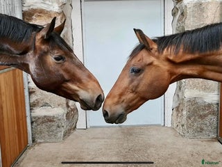 hästar Söker trygg, stabil, läromästare i Åryd - Annons 20