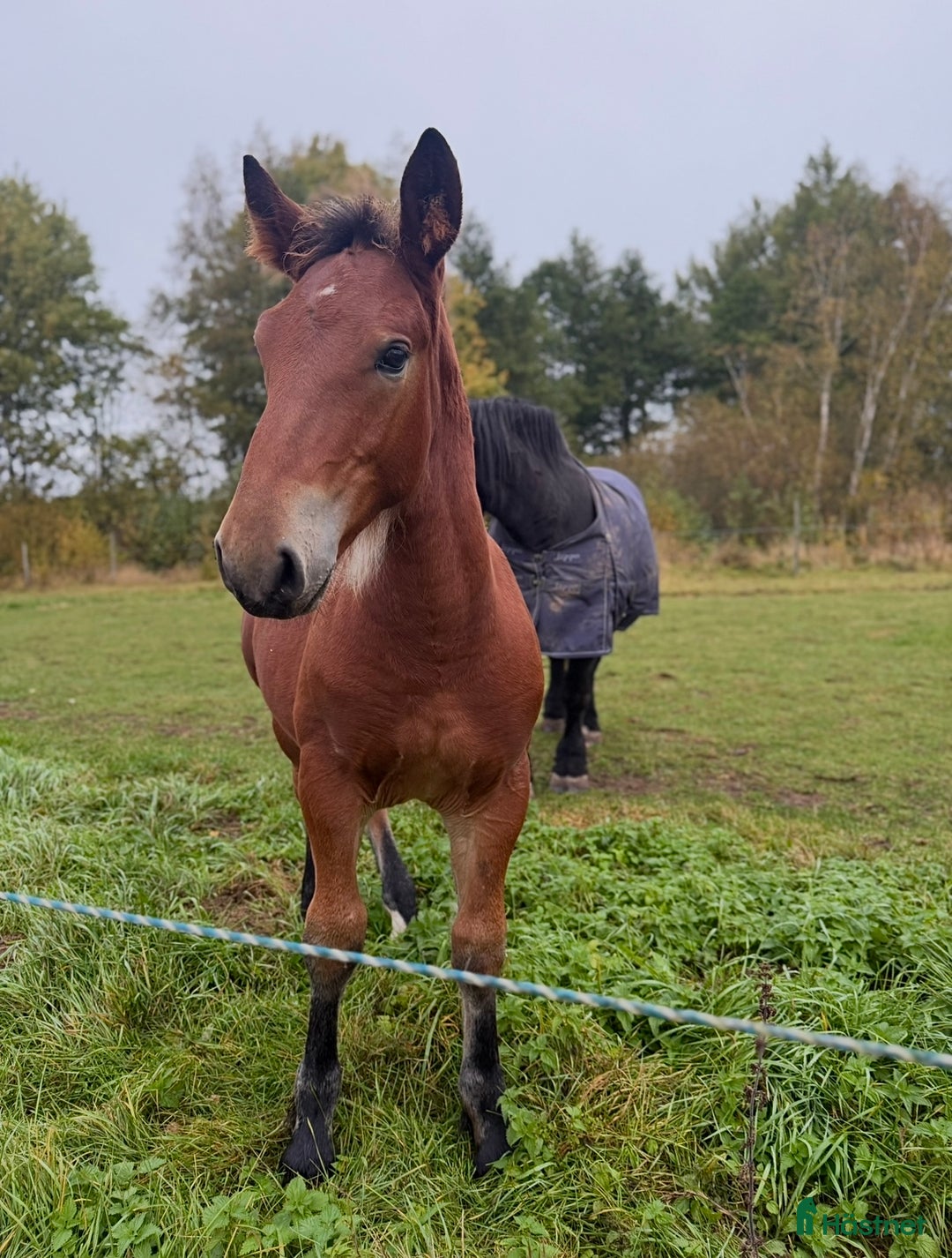 Allround hästar till salu: Charmig åring i Skara - Annons 3