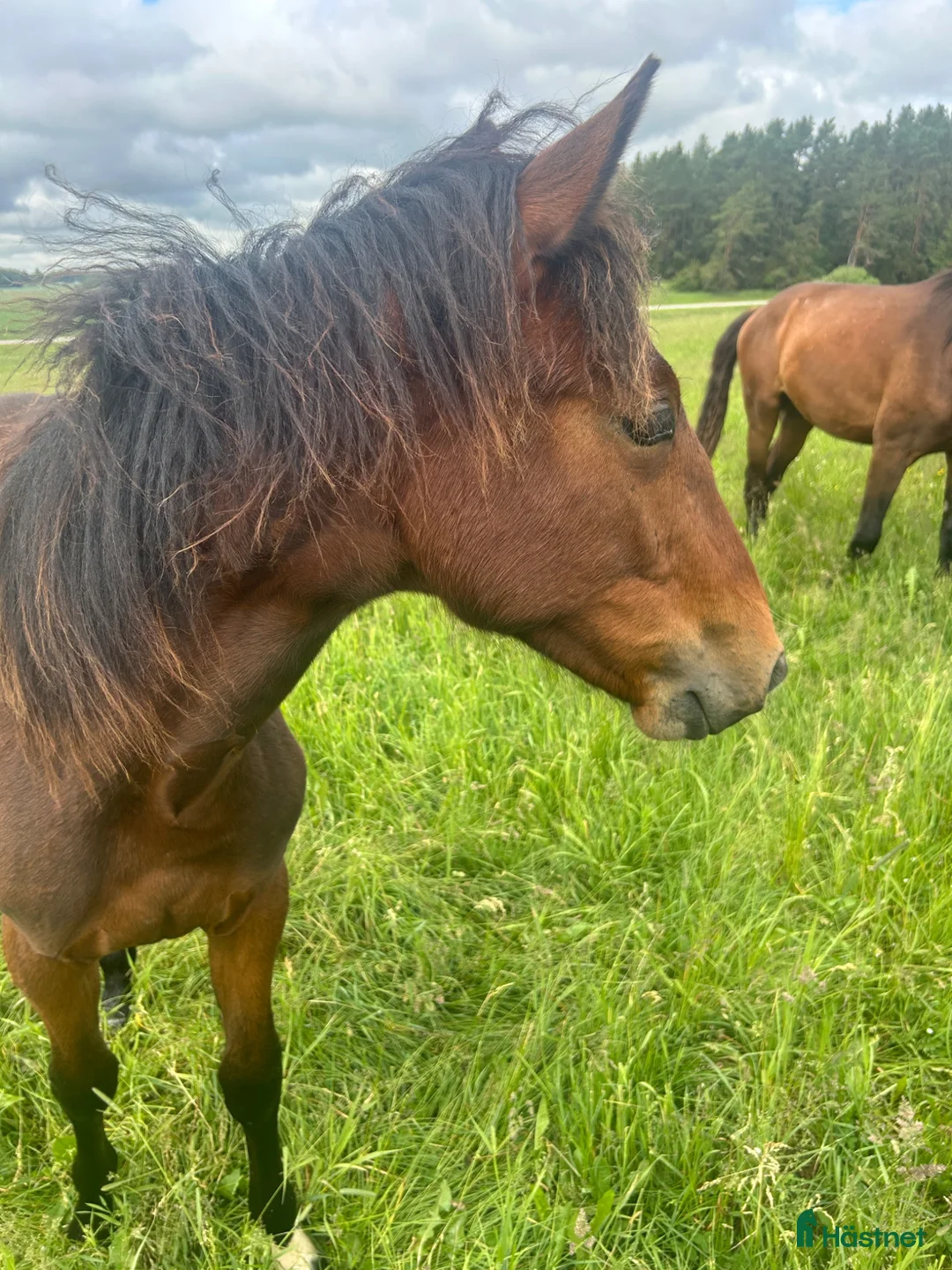 Trav hästar till salu: Toppstammad 1-årig hingst - Annons 2