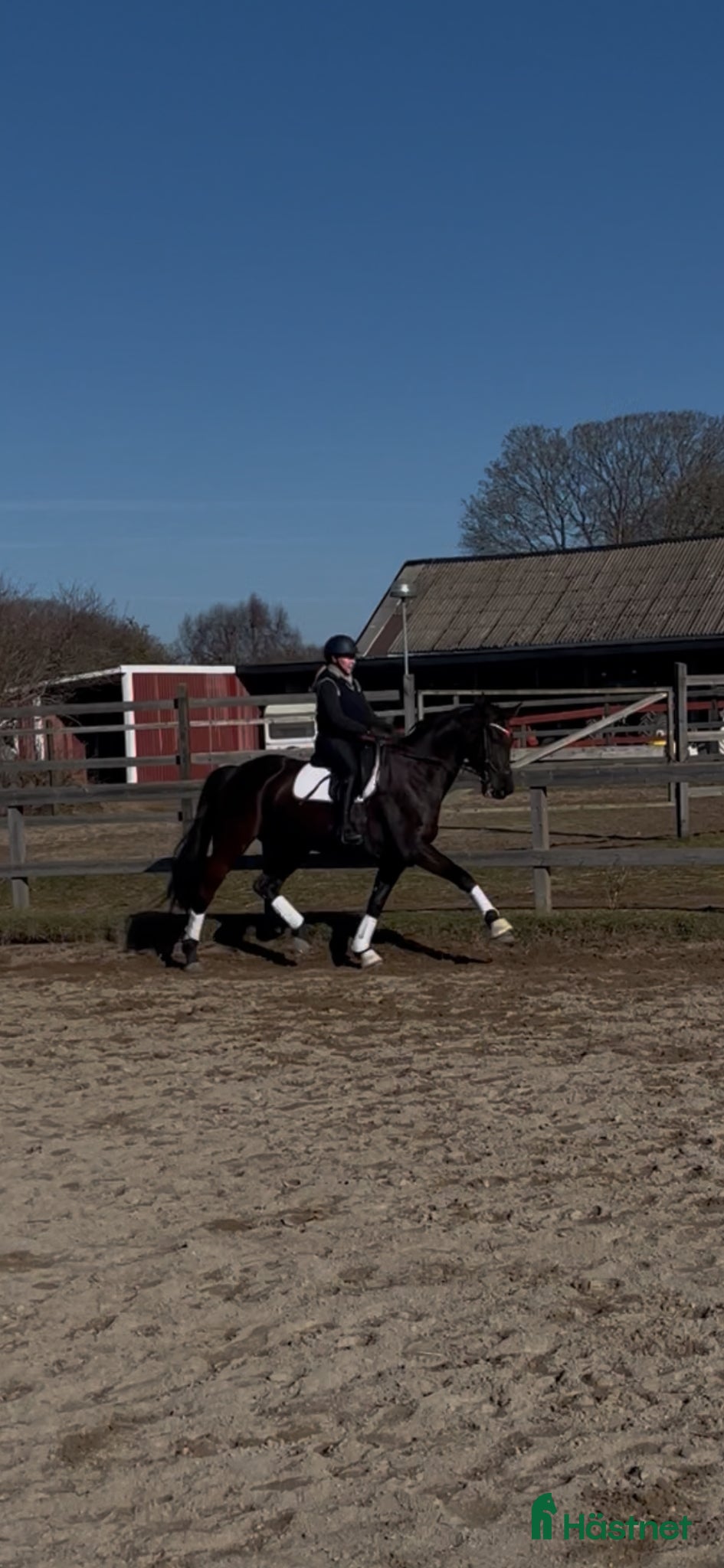  hästar Swb sto - Annons 21