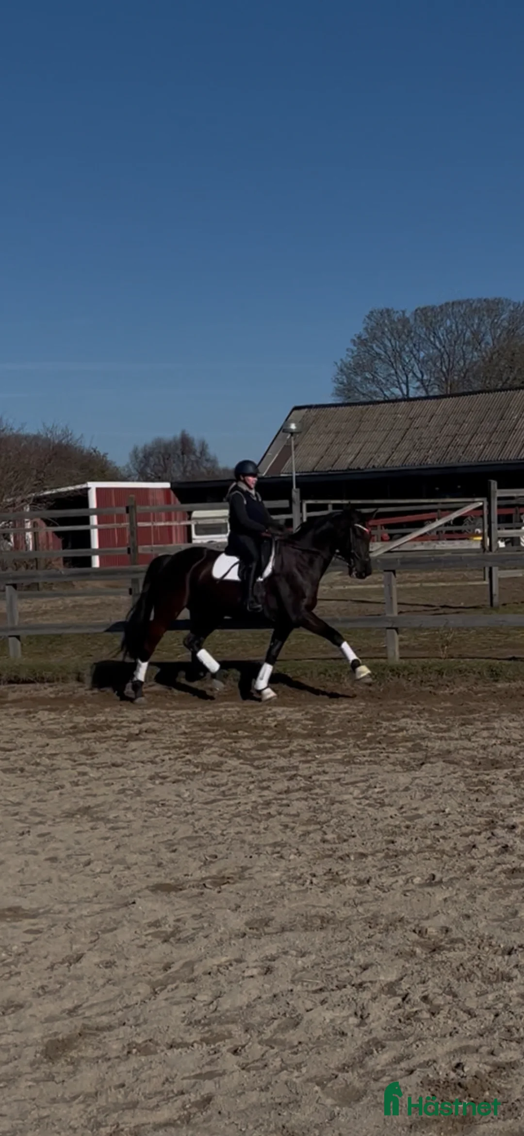 Dressyr hästar till salu: Swb sto - Annons 1