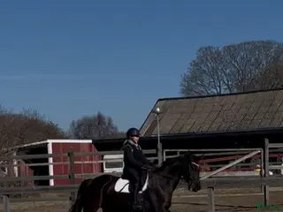 hästar Swb sto - Annons 21