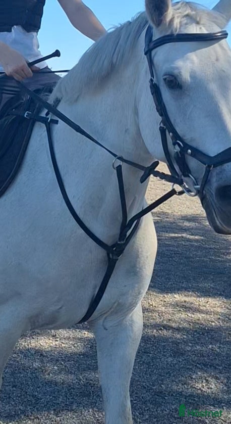 Övrig Hästutrustning hästutrustning Fin förbygel i nyskick! i Sturkö - Annons 6