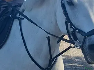 Övrig Hästutrustning hästutrustning Fin förbygel i nyskick! i Sturkö - Annons 6