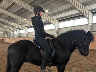 hästar Sportig högrest & vacker i Fjugesta - Annons 1