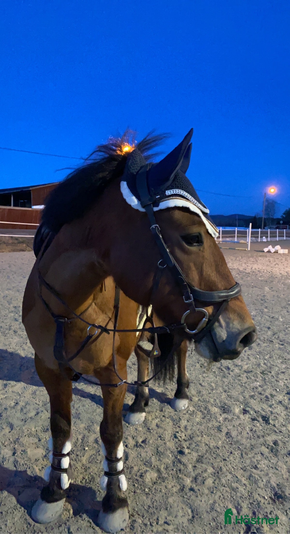  hästar Söker ponny/häst i Långsele - Annons 18