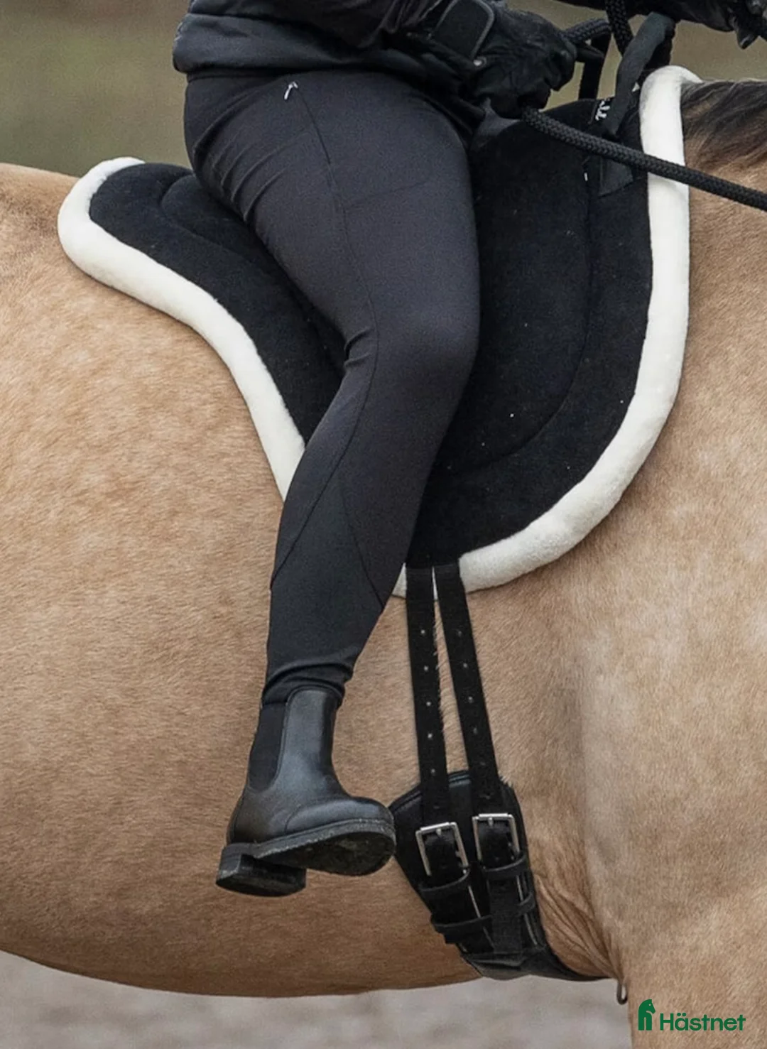 Övrig Hästutrustning hästutrustning till salu: Barbackapad och sadelgjord i Umeå - Annons 3