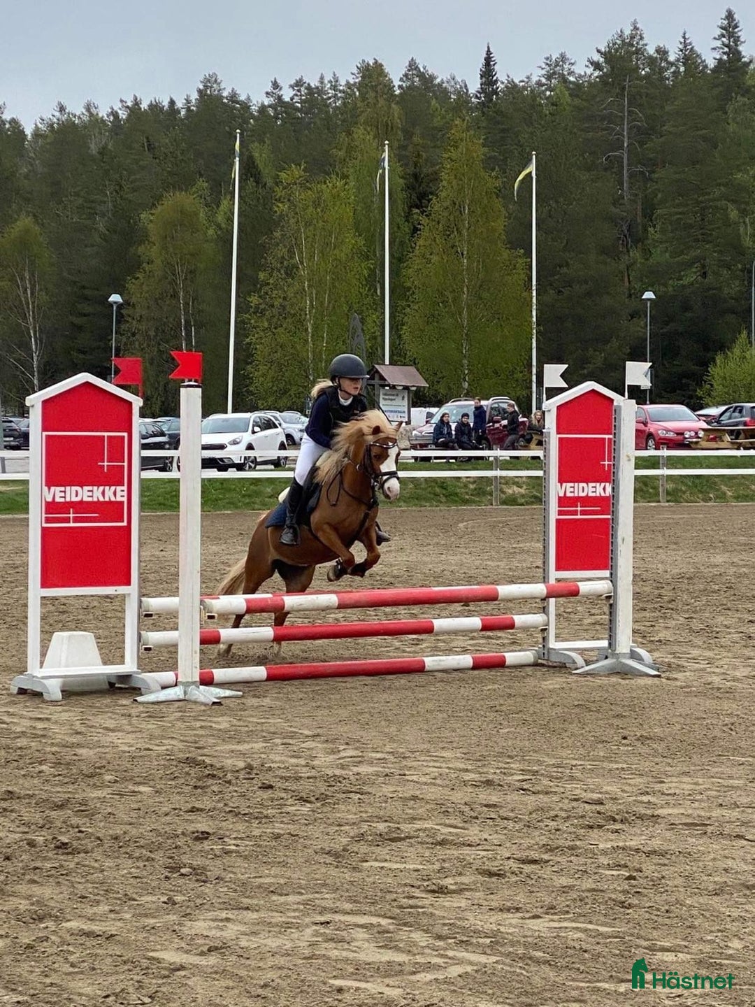 Allround hästar till salu: Vår lilla sagoponny söker sitt nya drömhem i Umeå - Annons 4