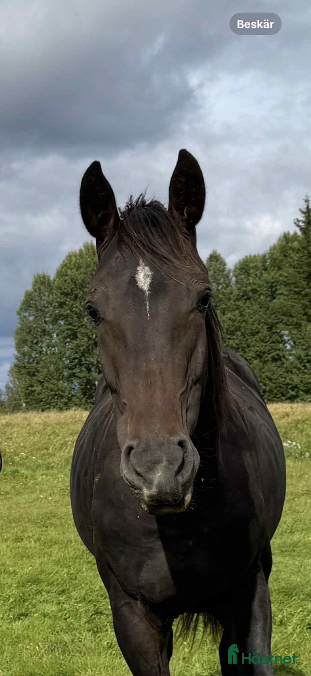 Hoppning hästar till salu: Mycket välutvecklad ettårsvalack i Östra Ämtervik - Annons 3