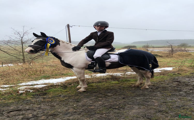  hästar i Nyköping - Annons 1