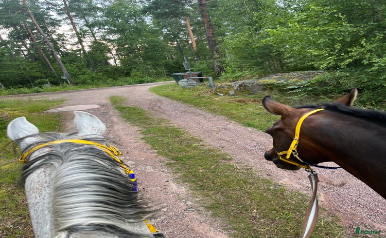  foderhäst i Kristinehamn - Annons 13