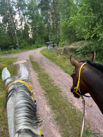 foderhäst i Kristinehamn - Annons 13