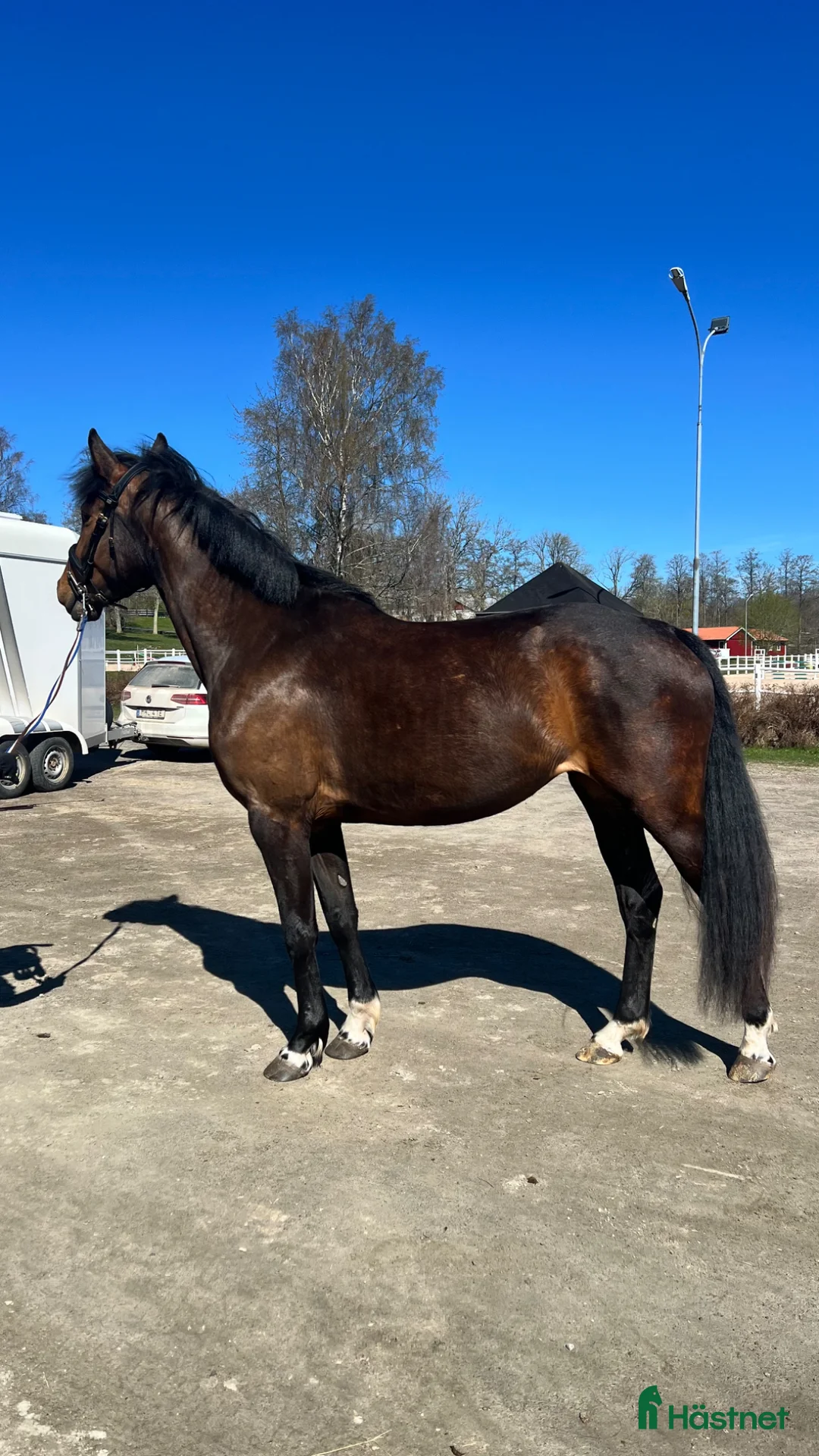 Hoppning hästar till salu: Framtidsämne inom valfri gren! - Annons 1