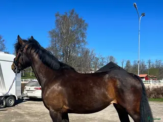 Hoppning hästar till salu: Framtidsämne inom valfri gren! - Annons 3