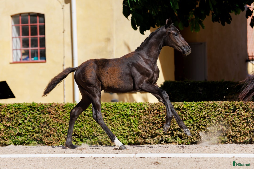 Dressyr hästar till salu: Svart stoföl e: Serious  i Broby - Annons 4