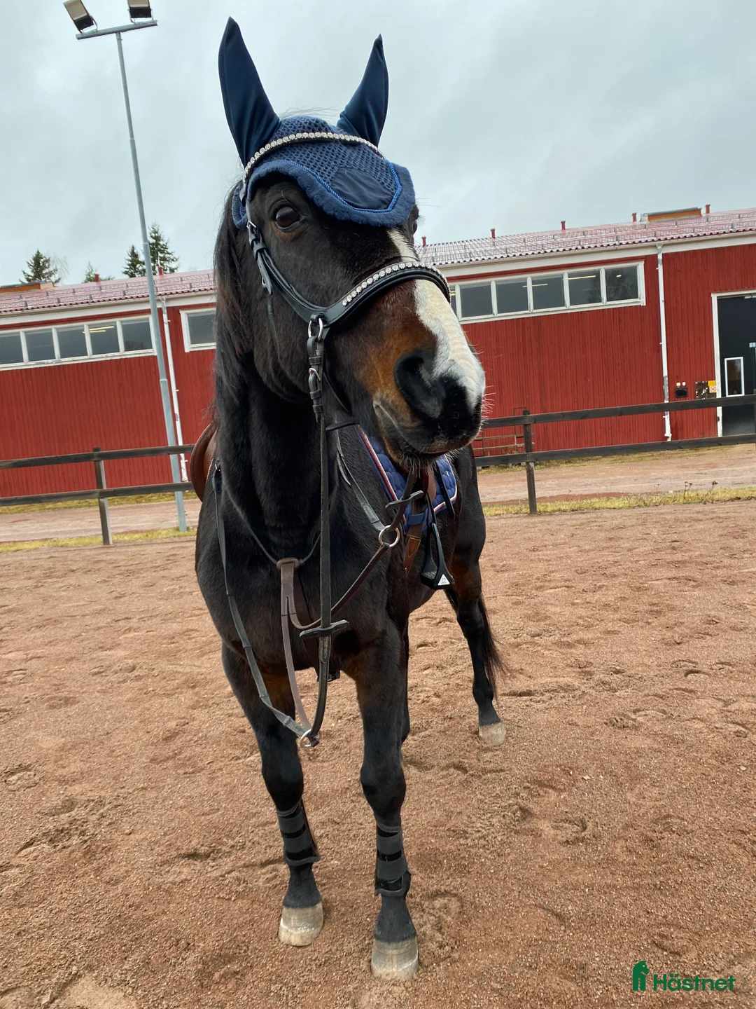 Övrigt hästar till salu: !!intresse koll!! i Mora - Annons 2