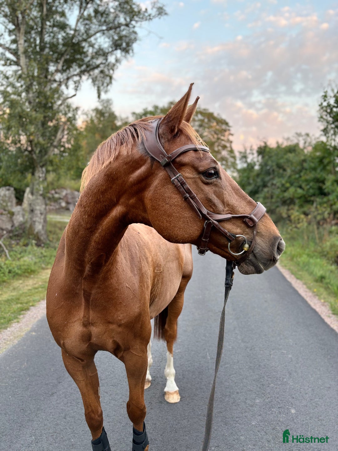 Sällskap hästar till salu: En fantastisk Gentleman ❤️ i Kalmar - Annons 1