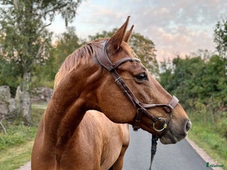 hästar En fantastisk Gentleman ❤️ i Kalmar - Annons 10