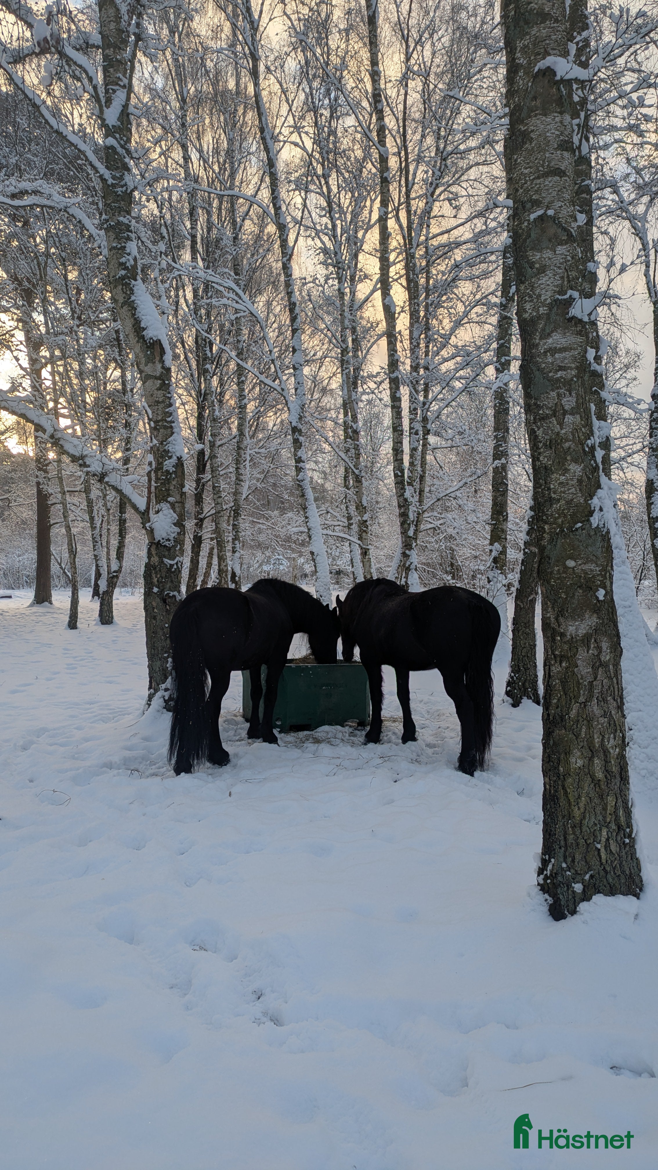  medryttarhäst finnes: Erfaren ryttare till Frieser - Annons 12