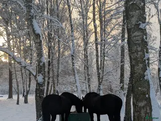 medryttarhäst finnes: Erfaren ryttare till Frieser - Annons 12