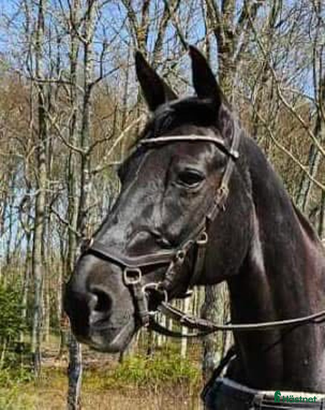  medryttarhäst finnes: Två medryttare sökes i Örkelljunga  i Örkelljunga - Annons 2