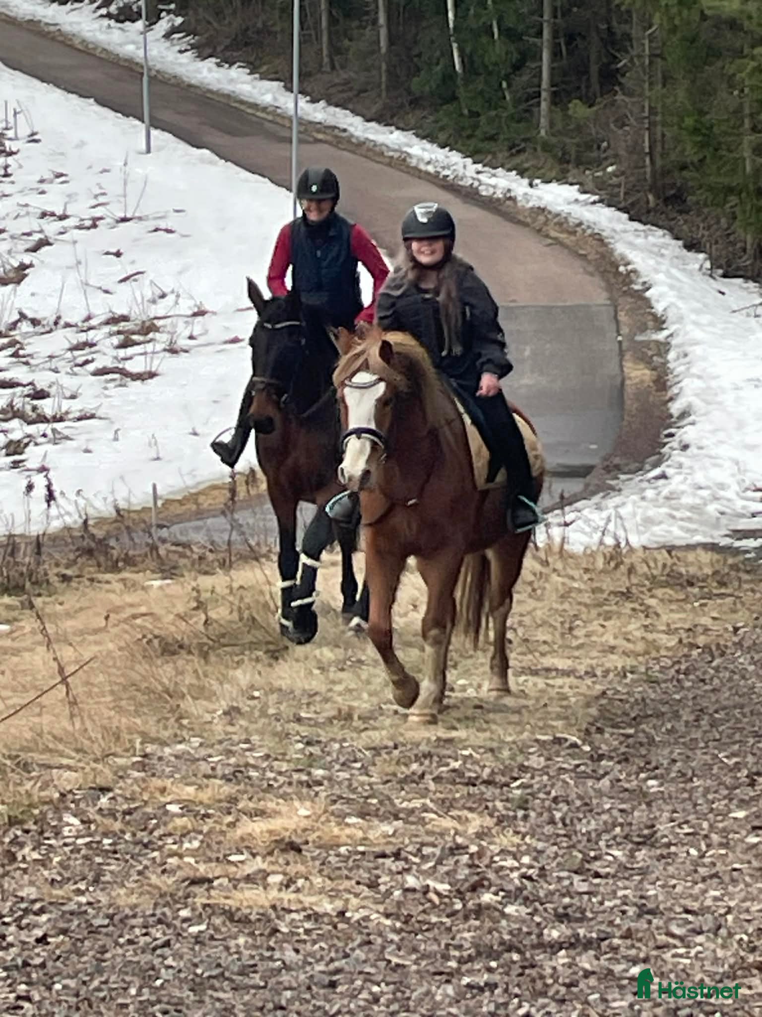  hästar Lovande Welsh Cob-typ – unghäst med stor potential - Annons 17