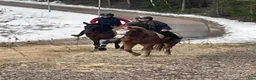 Hoppning hästar till salu: Lovande Welsh Cob-typ – unghäst med stor potential - Annons 1