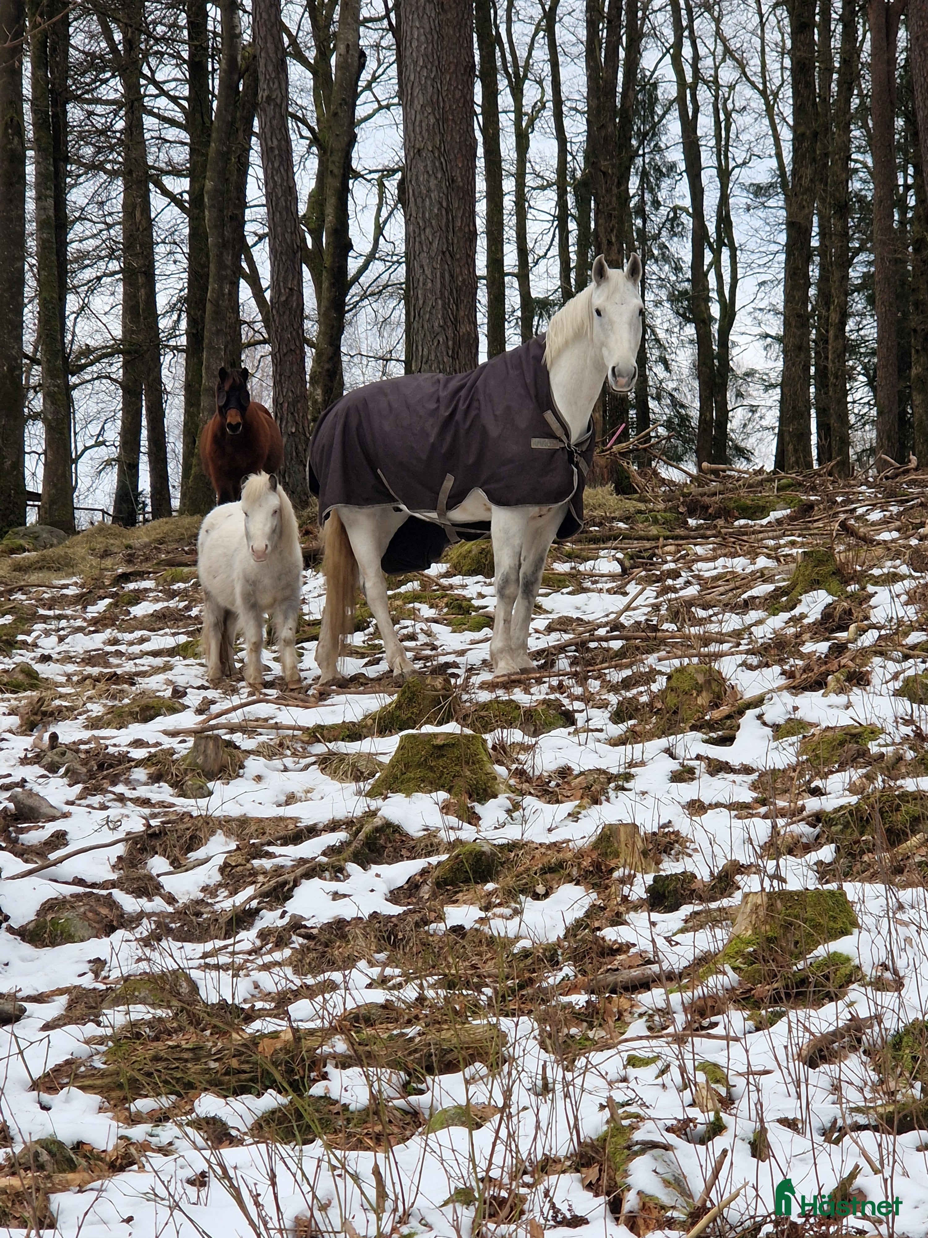  stallplats Mysig Lösdrift i lindome  - Annons 10