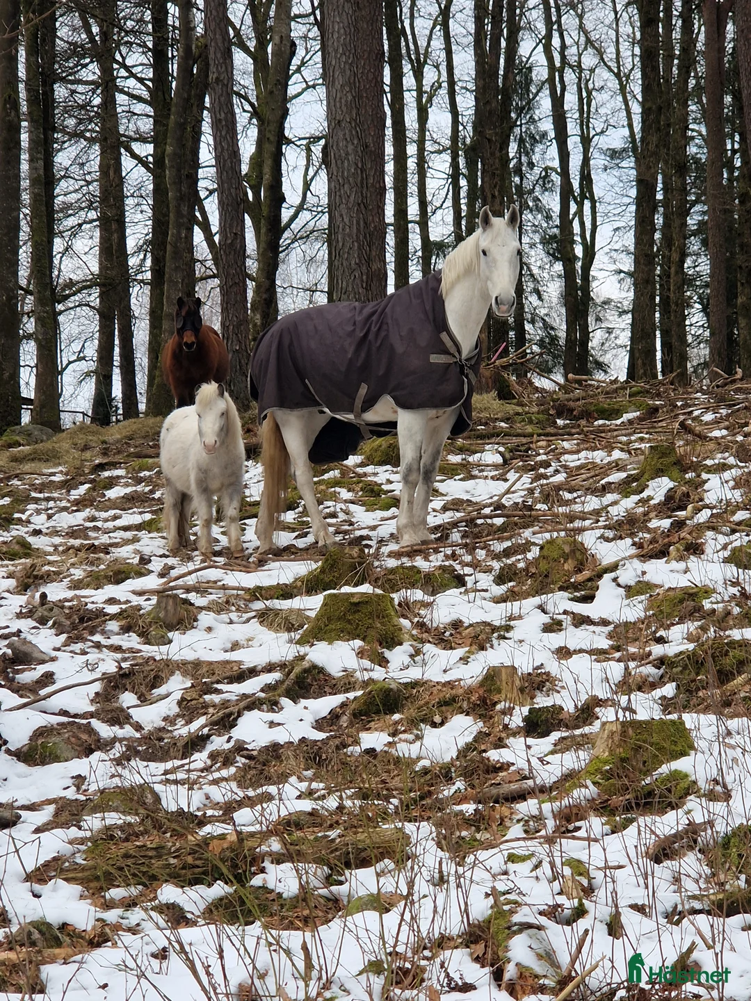  stallplats finnes: Mysig Lösdrift i lindome  - Annons 1