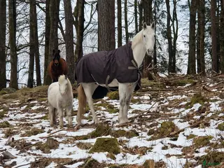 stallplats Mysig Lösdrift i lindome - Annons 8