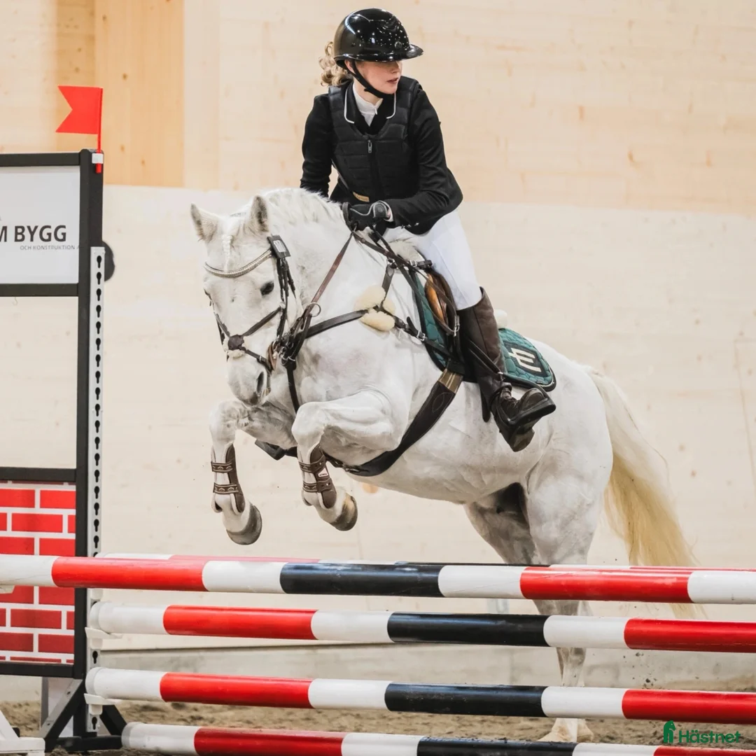 Allround hästar till salu: Bästa allround ponnyn i Öjebyn - Annons 5