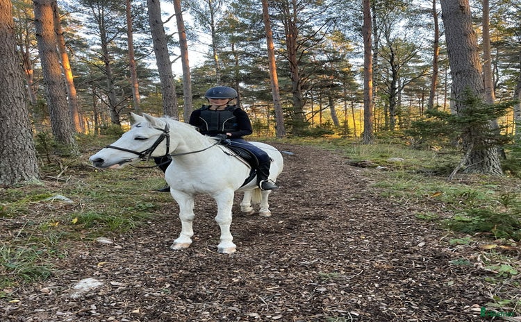  medryttarhäst finnes i Vallentuna - Annons 15