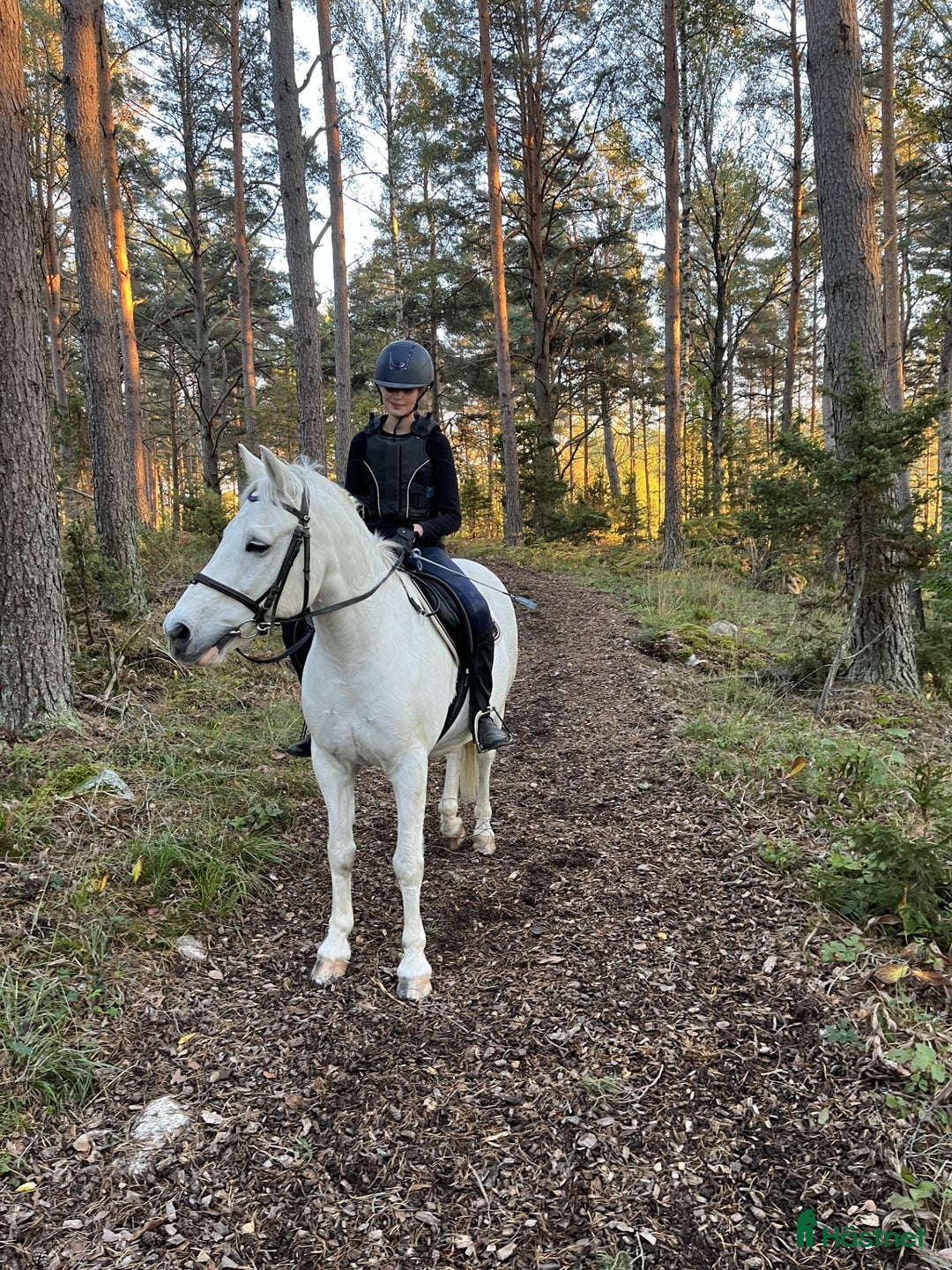  medryttarhäst finnes: Medryttare sökes till snäll c-ponny i Vallentuna - Annons 1
