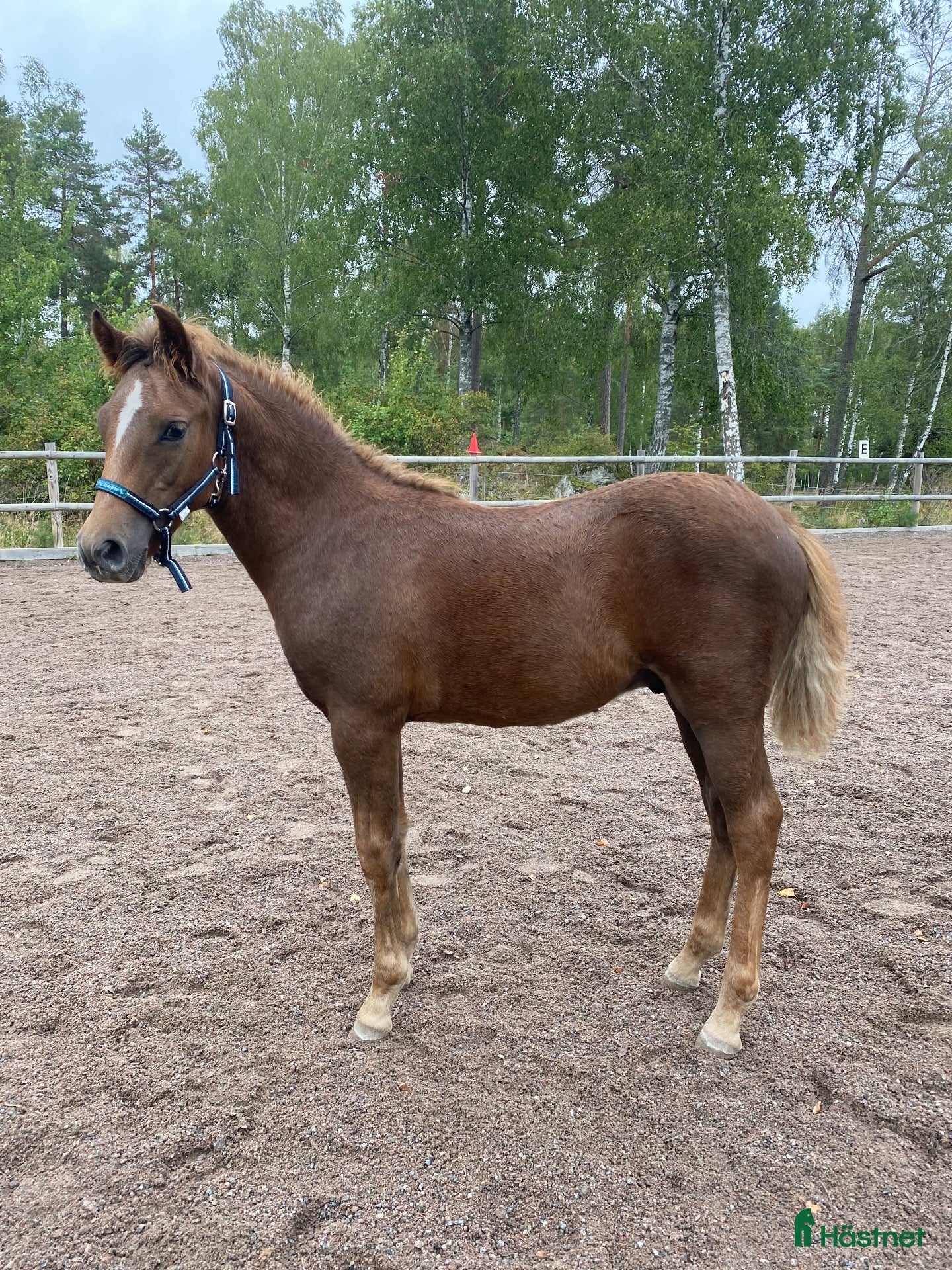  hästar Ljuvlig New Foresthingst! - Annons 3